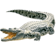 Image Crocodile